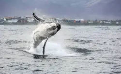 Whale jumping